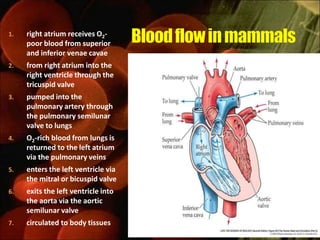 1.   right atrium receives O2-
     poor blood from superior
     and inferior venae cavae
2.   from right atrium into the
     right ventricle through the
     tricuspid valve
3.   pumped into the
     pulmonary artery through
     the pulmonary semilunar
     valve to lungs
4.   O2-rich blood from lungs is
     returned to the left atrium
     via the pulmonary veins
5.   enters the left ventricle via
     the mitral or bicuspid valve
6.   exits the left ventricle into
     the aorta via the aortic
     semilunar valve
7.   circulated to body tissues
 
