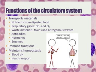  Transports materials
     Nutrients from digested food
     Respiratory gases: CO2 and O2
     Waste materials: toxins and nitrogenous wastes
     Antibodies
     Hormones
     Enzymes
 Immune functions
 Maintains homeostasis
   Blood pH
   Heat transport
 