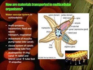 Water vascular system in
 echinoderms

 multi-purpose:
  locomotion, food and
  waste
  transport, respiration
 movement of muscles
  pump water into canals
 closed system of canals
  connecting tube feet
 madreporite  ring
  canal  radial and
  lateral canal  tube feet
   ampullae
 