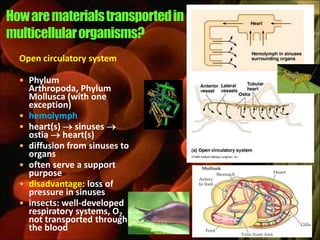 Open circulatory system

 Phylum
    Arthropoda, Phylum
    Mollusca (with one
    exception)
   hemolymph
   heart(s)  sinuses 
    ostia  heart(s)
   diffusion from sinuses to
    organs
   often serve a support
    purpose
   disadvantage: loss of
    pressure in sinuses
   insects: well-developed
    respiratory systems, O2
    not transported through
    the blood
 