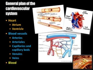  Heart
   Atrium
   Ventricle
 Blood vessels
   Arteries
   Arterioles
   Capillaries and
    capillary beds
   Venules
   Veins
 Blood
 