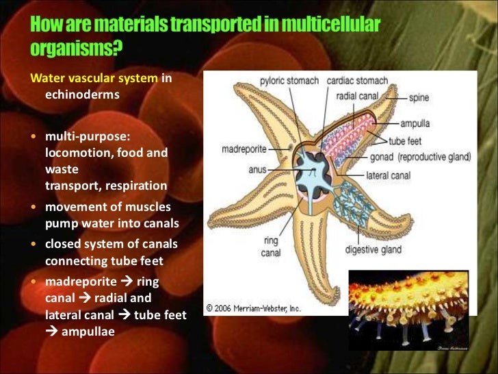 circulation-system of fish