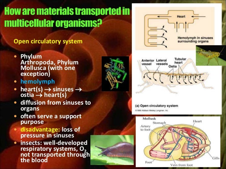 circulation-system of fish