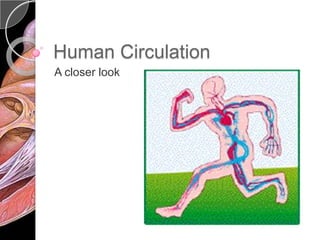 Human Circulation A closer look 