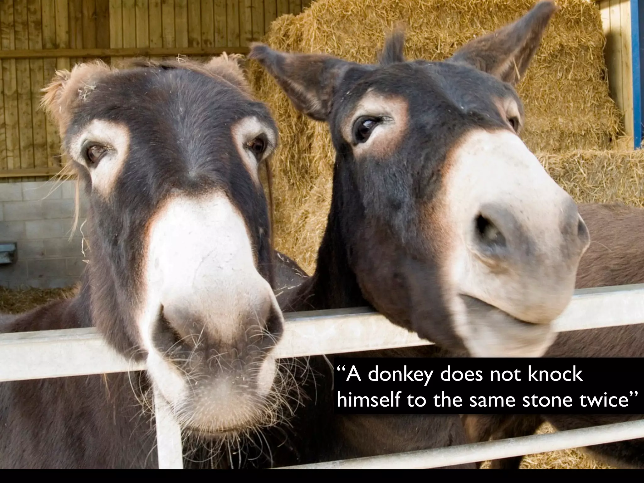 “A donkey does not knock
himself to the same stone twice”
 