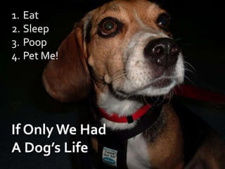 Eat Sleep Poop Pet Me! If Only We Had A Dog’s Life 