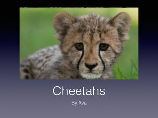 Cheetahs
By Ava
 
