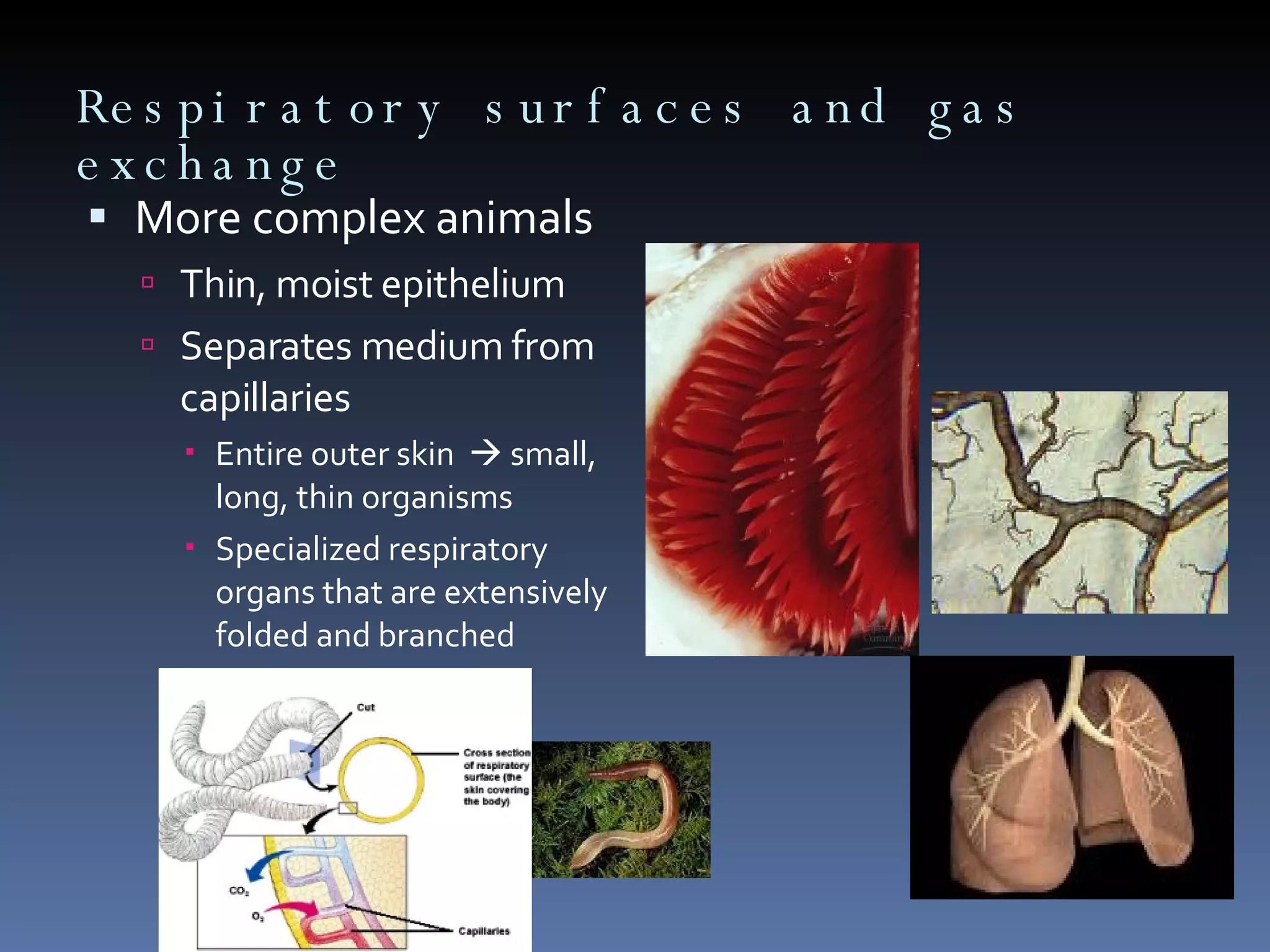 Respiratory surfaces and gas exchange More complex animals Thin, moist epithelium  Separates medium from capillaries Entire outer skin    small, long, thin organisms Specialized respiratory organs that are extensively folded and branched 