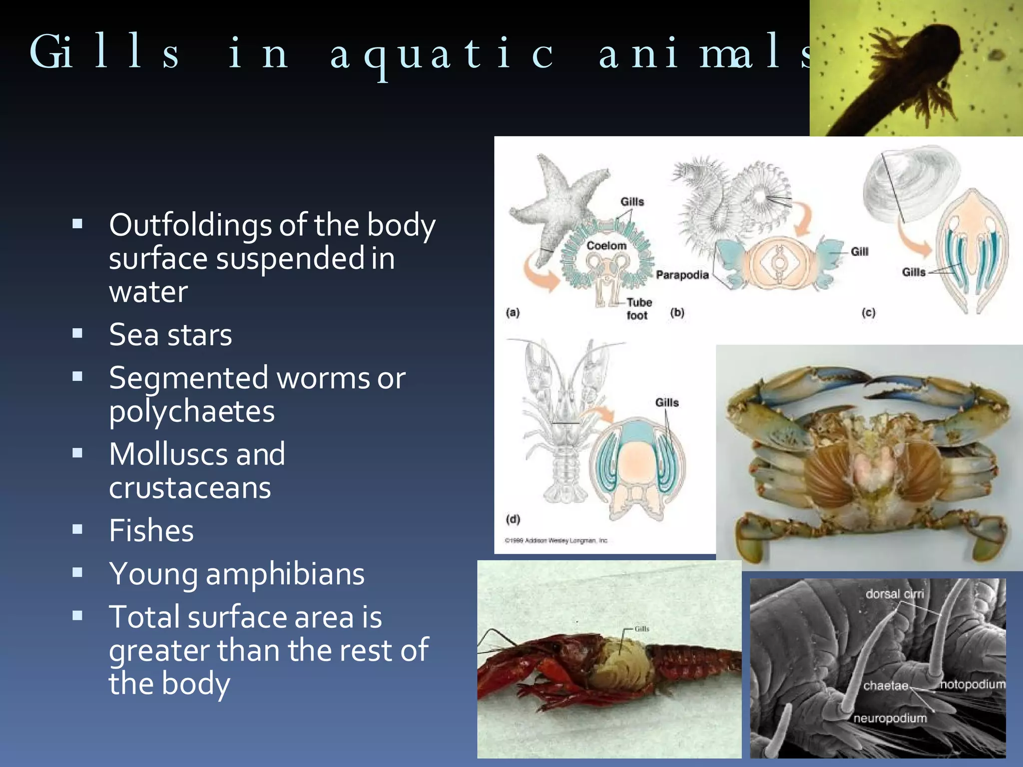 Gills in aquatic animals Outfoldings of the body surface suspended in water Sea stars Segmented worms or polychaetes Molluscs and crustaceans Fishes Young amphibians Total surface area is greater than the rest of the body 