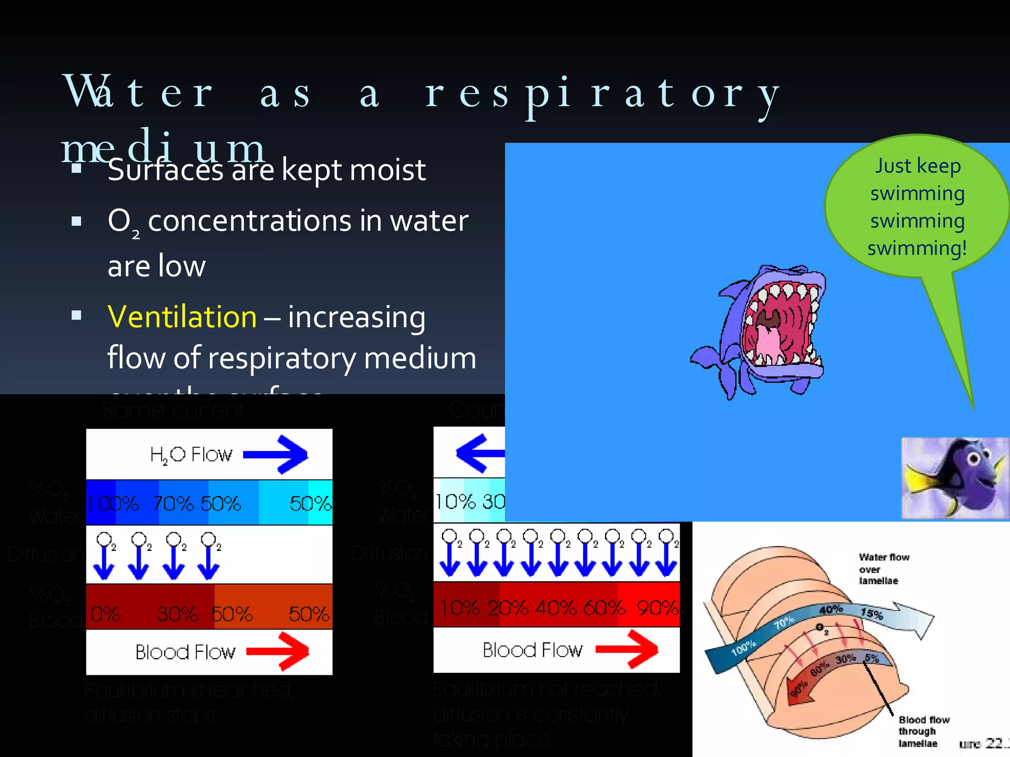 Water as a respiratory medium Surfaces are kept moist O 2  concentrations in water are low Ventilation  – increasing flow of respiratory medium over the surface Countercurrent exchange  – process in which two fluids flow in opposite directions, maximizing transfer rates Why are gills impractical for land animals? Just keep swimming swimming swimming! 