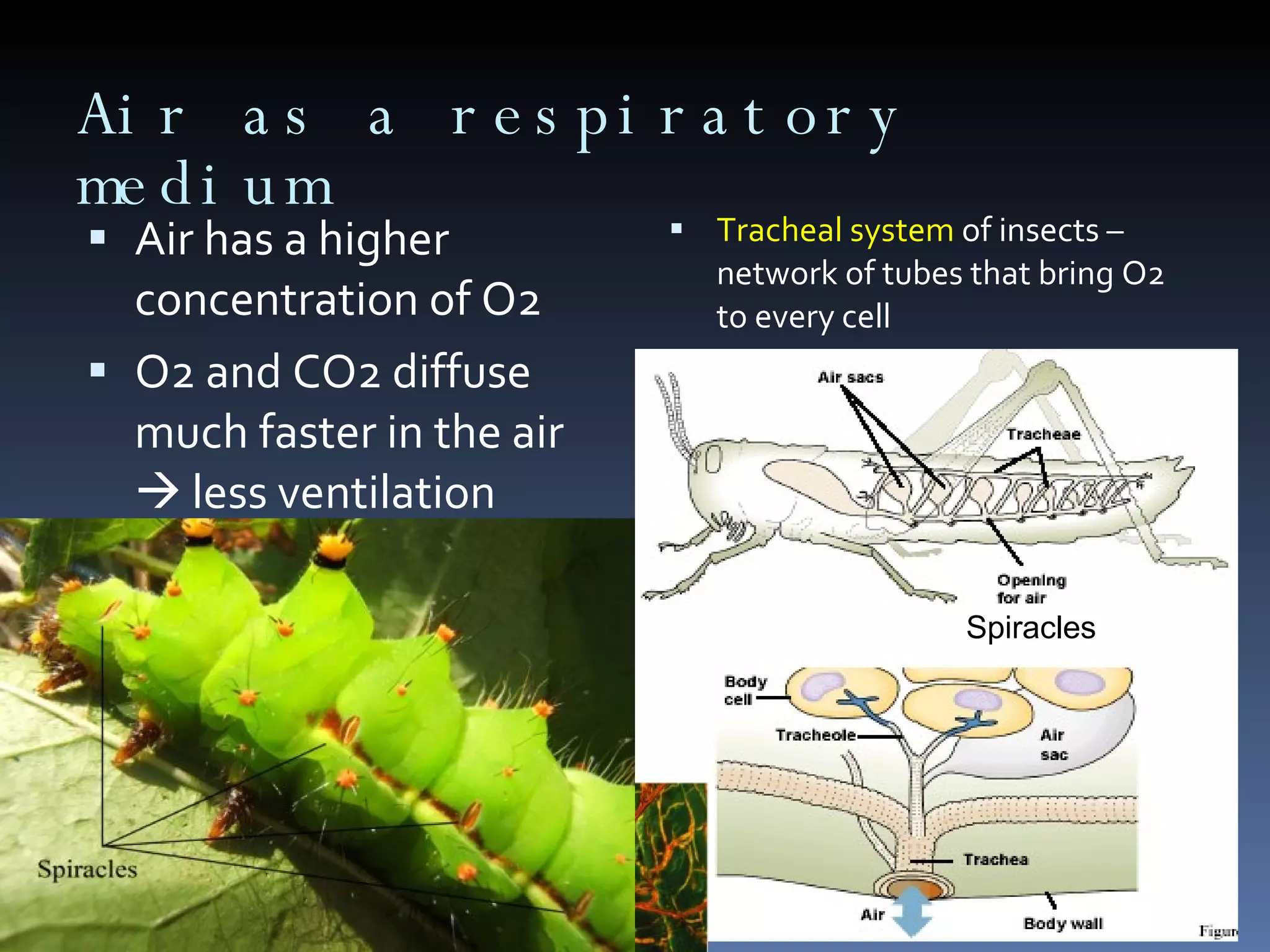 Air as a respiratory medium Air has a higher concentration of O2 O2 and CO2 diffuse much faster in the air    less ventilation Difficulty of keeping surface moist Solution: respiratory infolding inside the body Tracheal system  of insects – network of tubes that bring O2 to every cell Spiracles 