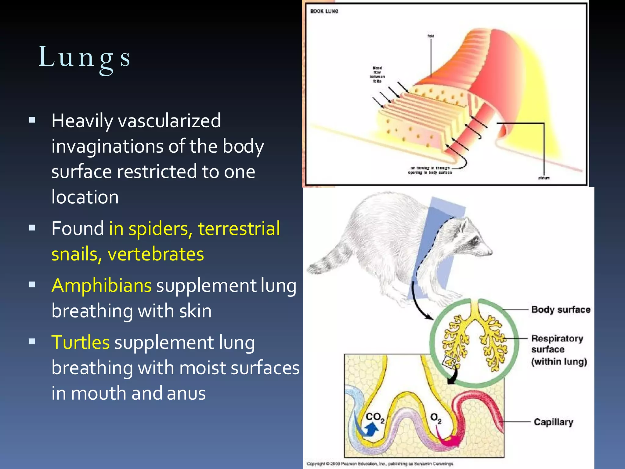 Lungs Heavily vascularized invaginations of the body surface restricted to one location Found  in spiders, terrestrial snails, vertebrates Amphibians  supplement lung breathing with skin Turtles  supplement lung breathing with moist surfaces in mouth and anus 