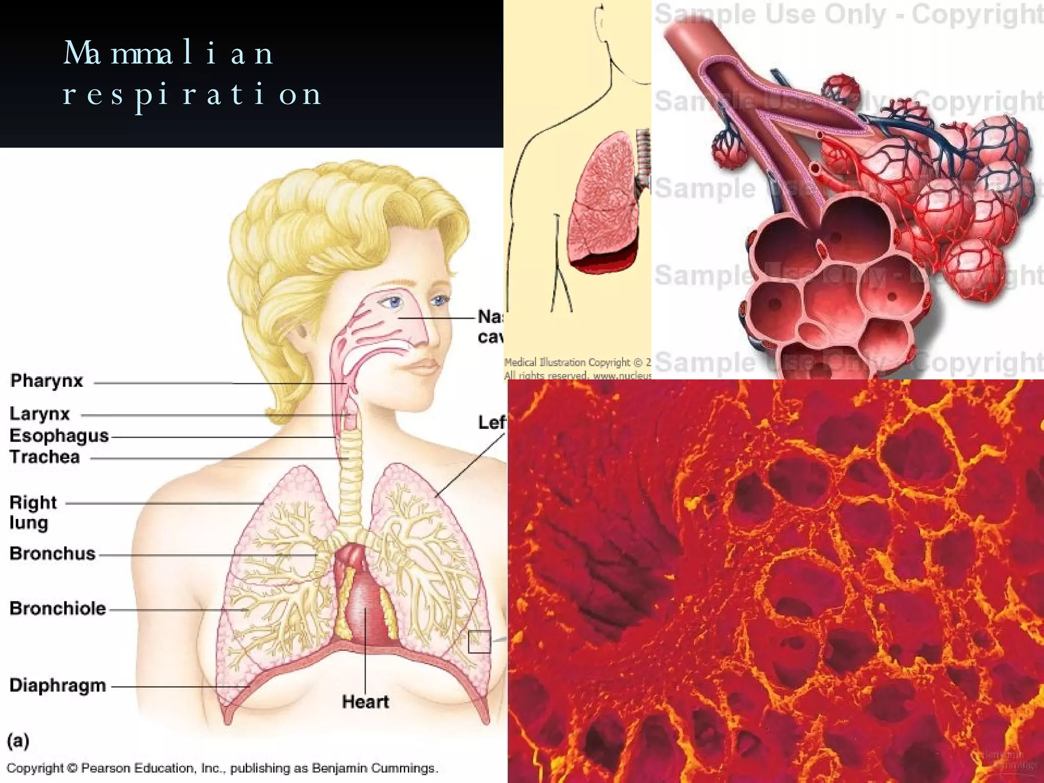 Mammalian respiration 