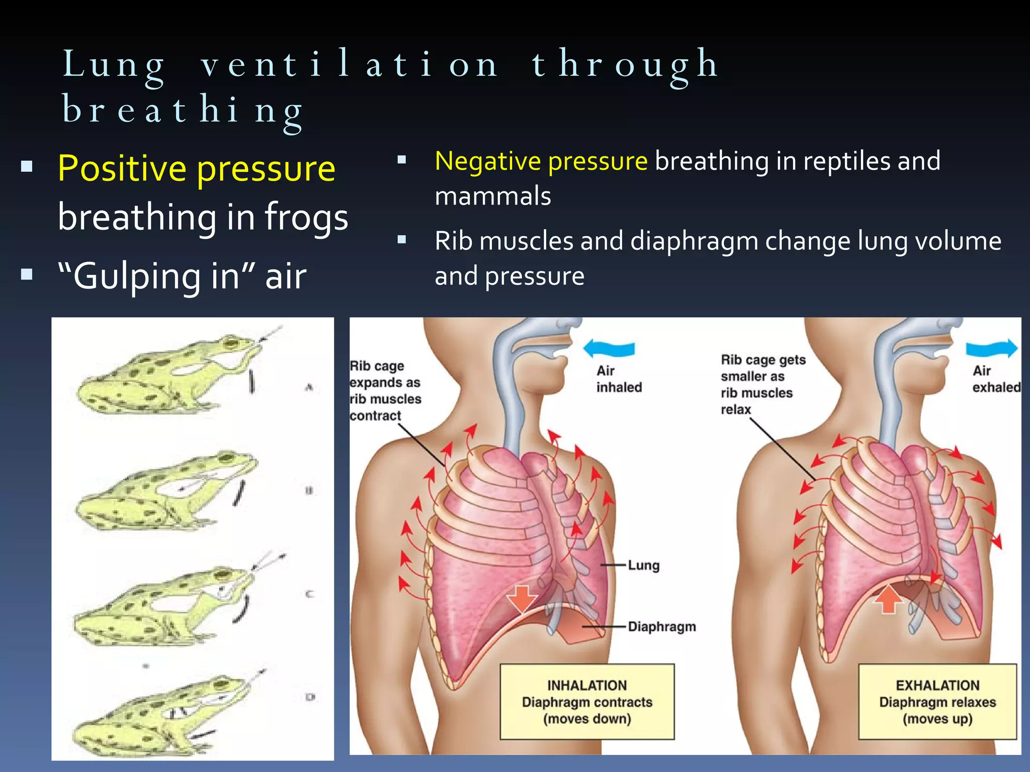 Lung ventilation through breathing Positive pressure  breathing in frogs “ Gulping in” air Negative pressure  breathing in reptiles and mammals Rib muscles and diaphragm change lung volume and pressure 
