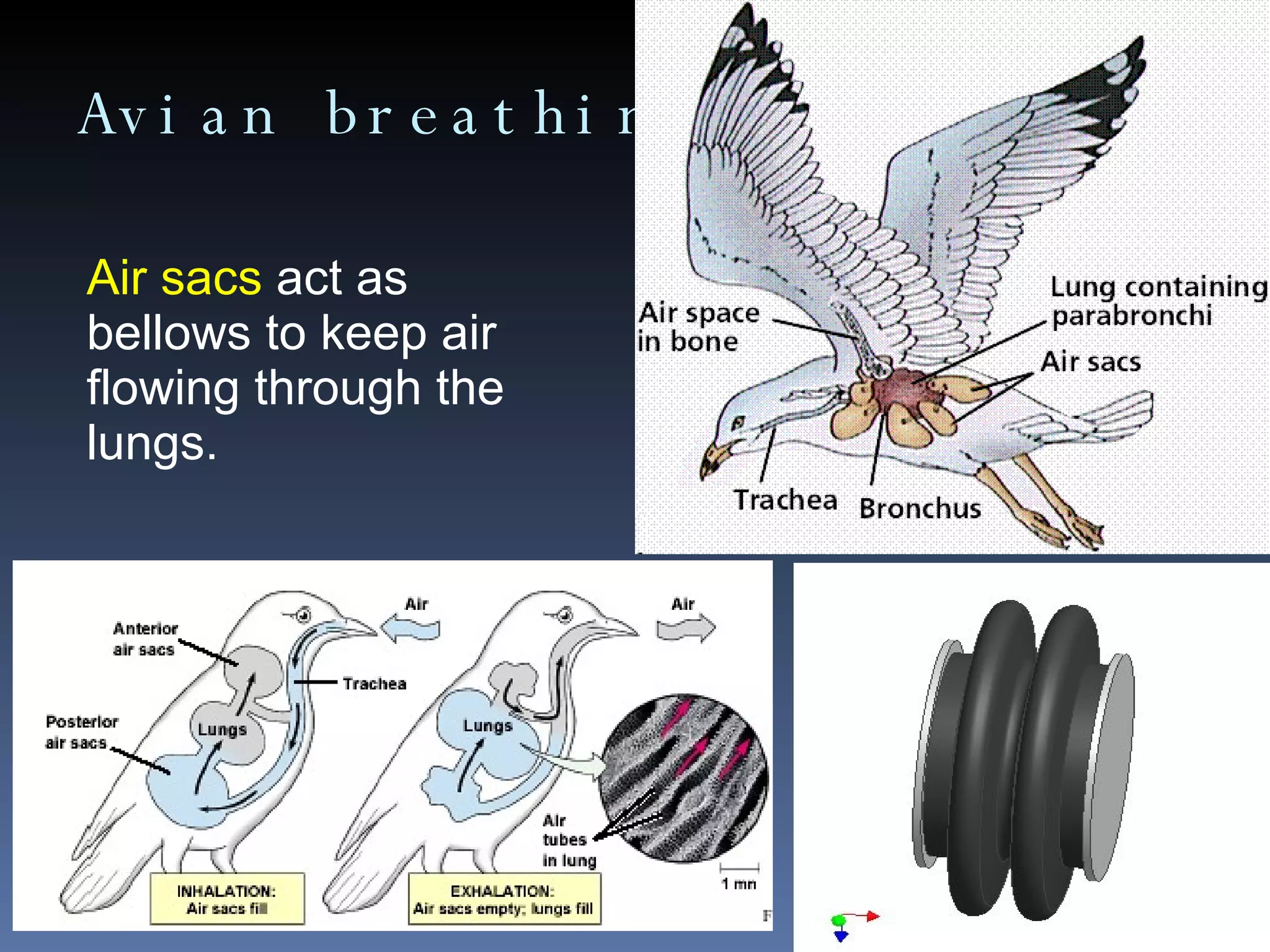 Avian breathing Air sacs  act as bellows to keep air flowing through the lungs. 
