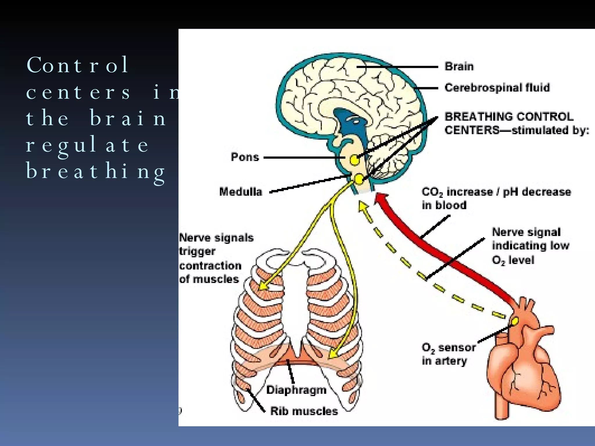 Control centers in the brain regulate breathing 