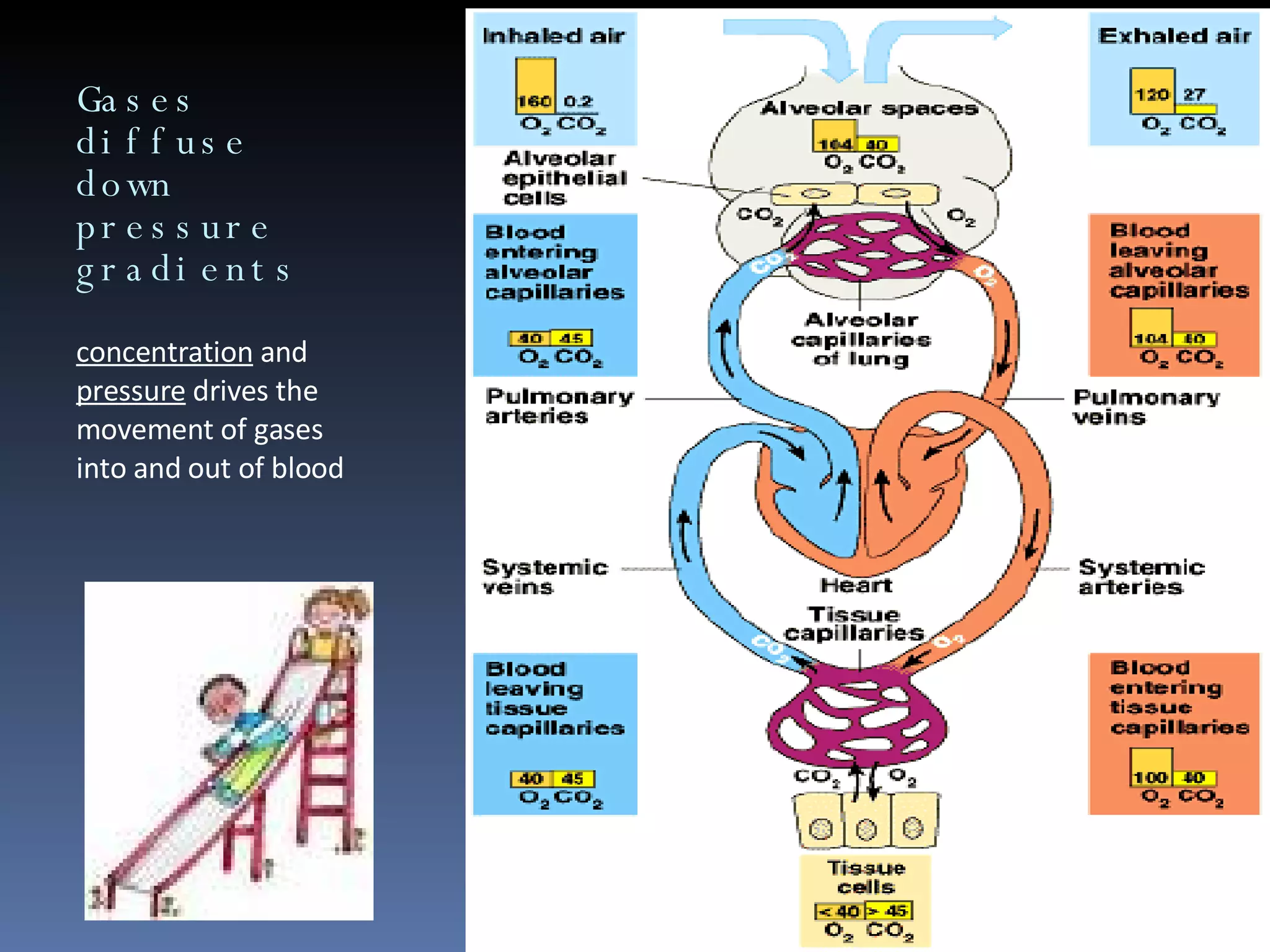 Gases diffuse down pressure gradients concentration  and  pressure  drives the movement of gases into and out of blood 