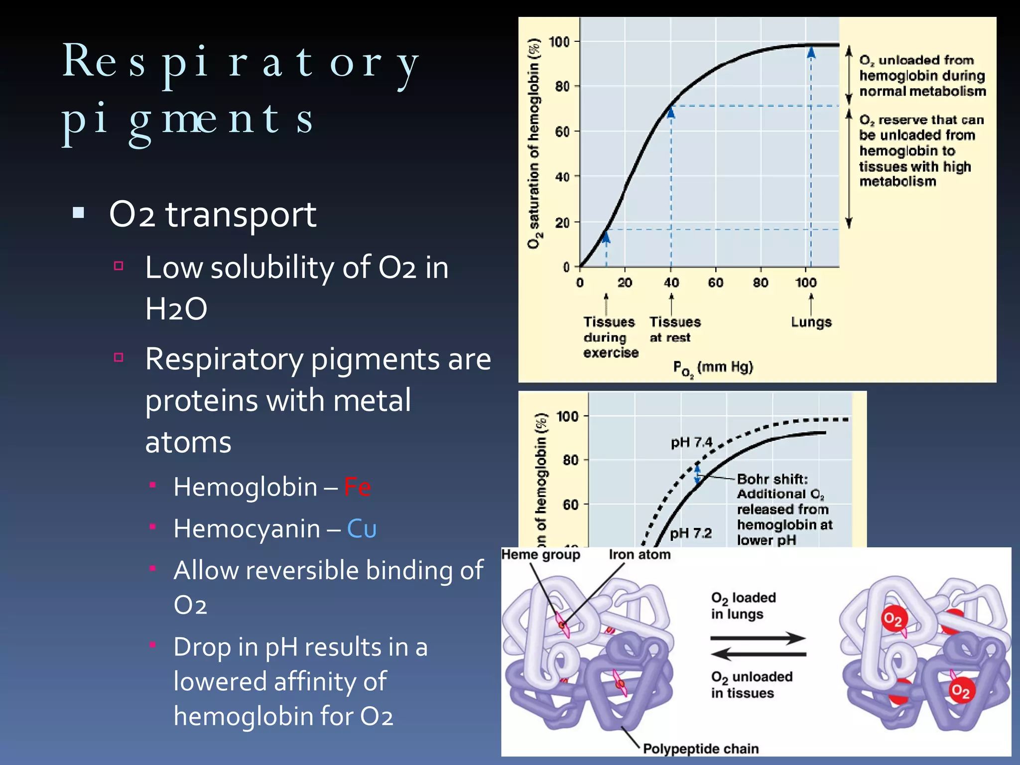 Respiratory pigments O2 transport Low solubility of O2 in H2O Respiratory pigments are proteins with metal atoms Hemoglobin –  Fe Hemocyanin –  Cu Allow reversible binding of O2 Drop in pH results in a lowered affinity of hemoglobin for O2 