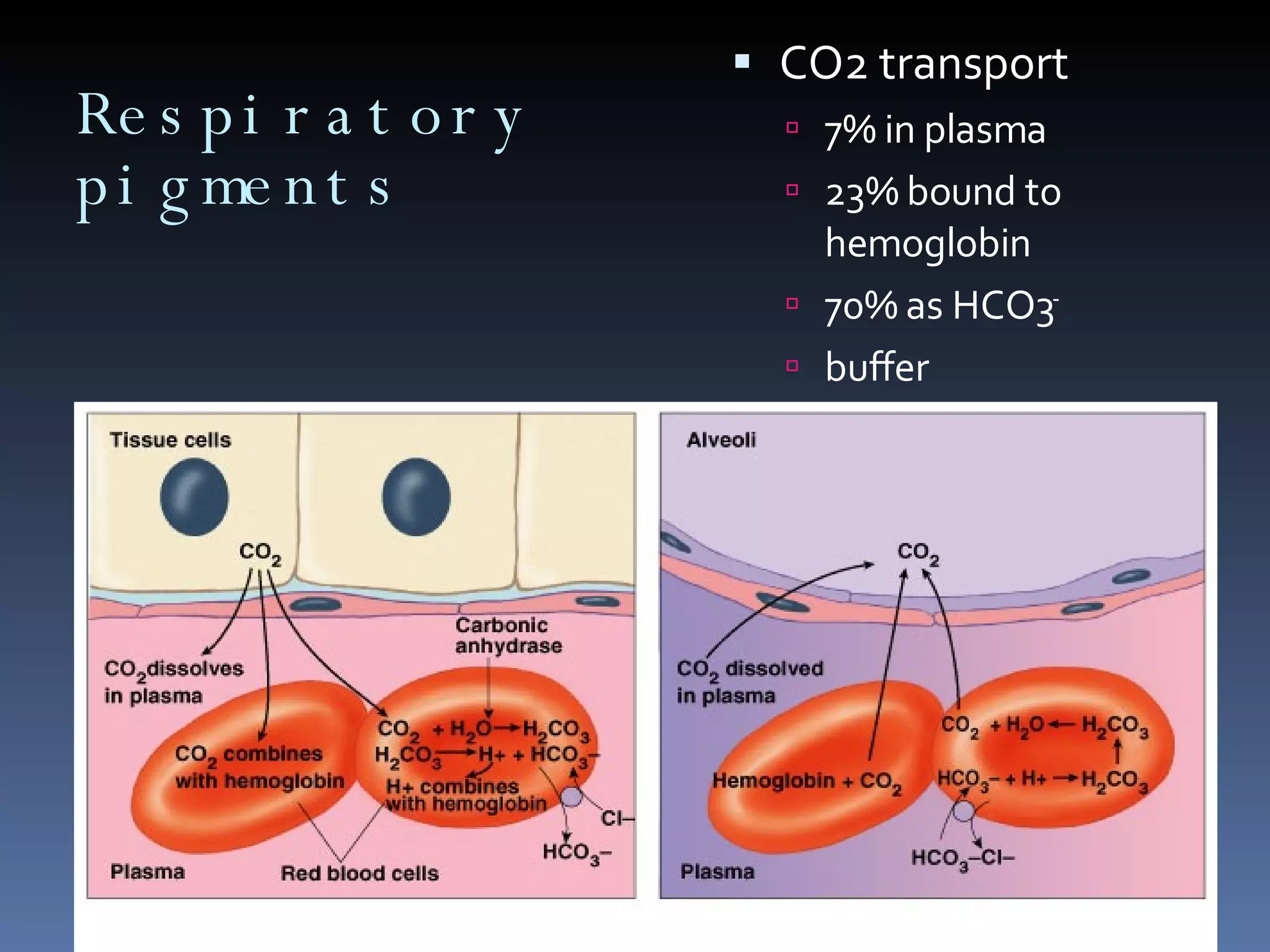Respiratory pigments CO2 transport 7% in plasma 23% bound to hemoglobin 70% as HCO3 - buffer 