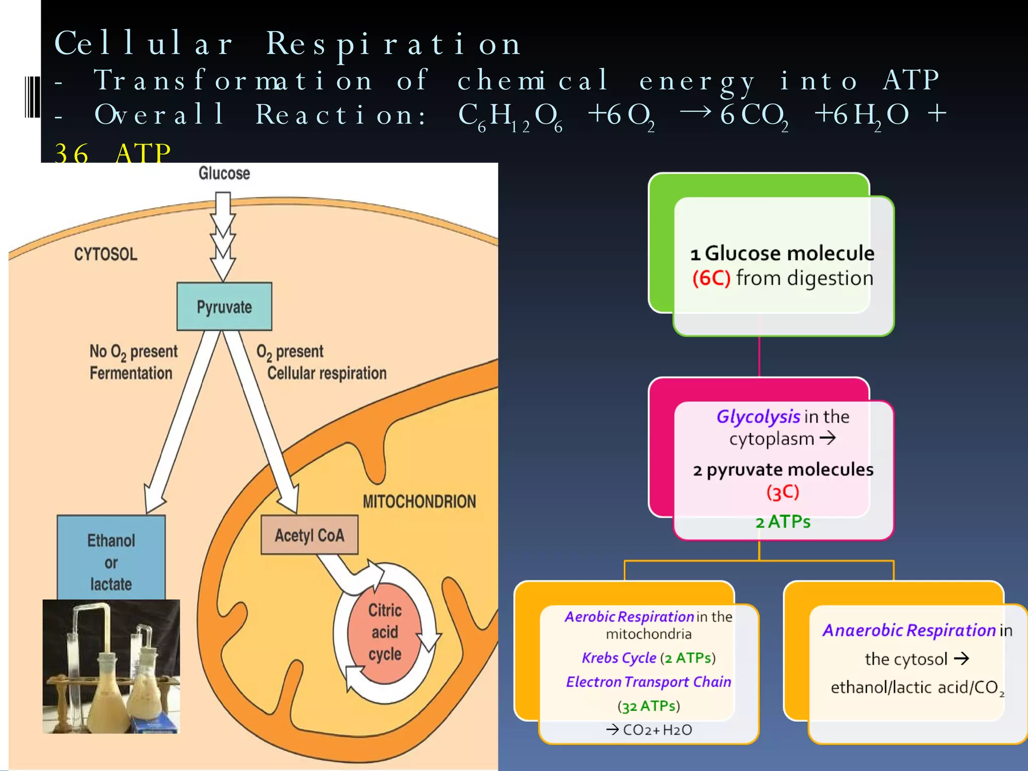 Cellular Respiration - Transformation of chemical energy into ATP -  Overall Reaction: C 6 H 12 O 6  +6O 2  -> 6CO 2  +6H 2 O +  36 ATP 