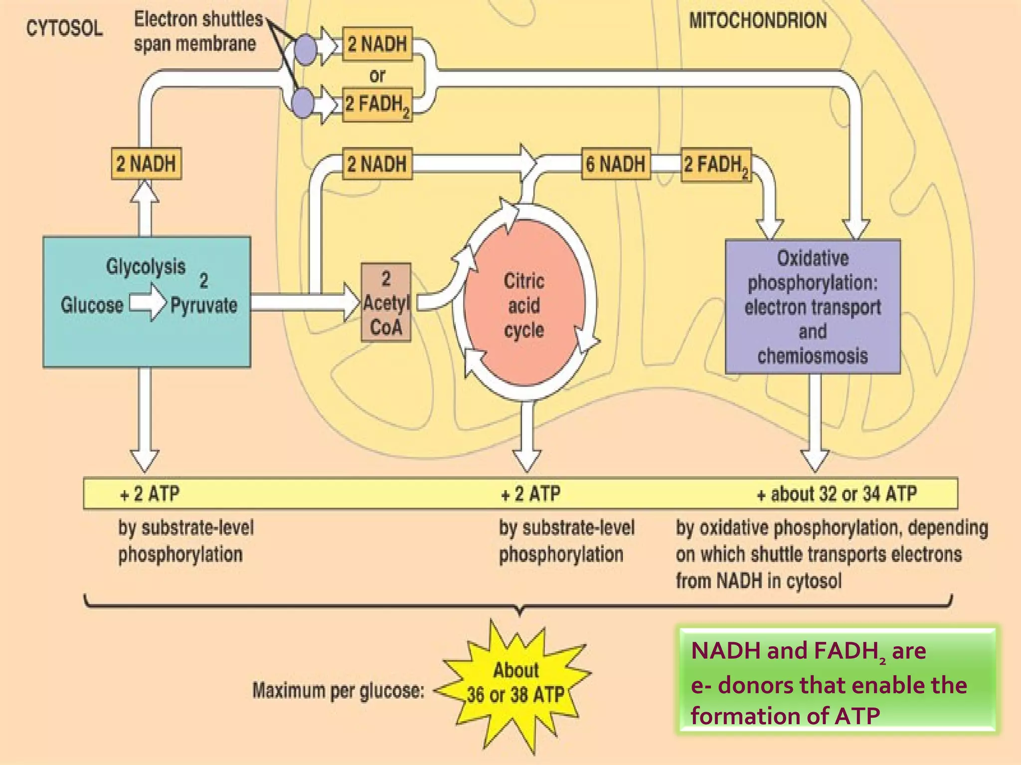 NADH and FADH 2  are  e- donors that enable the formation of ATP 