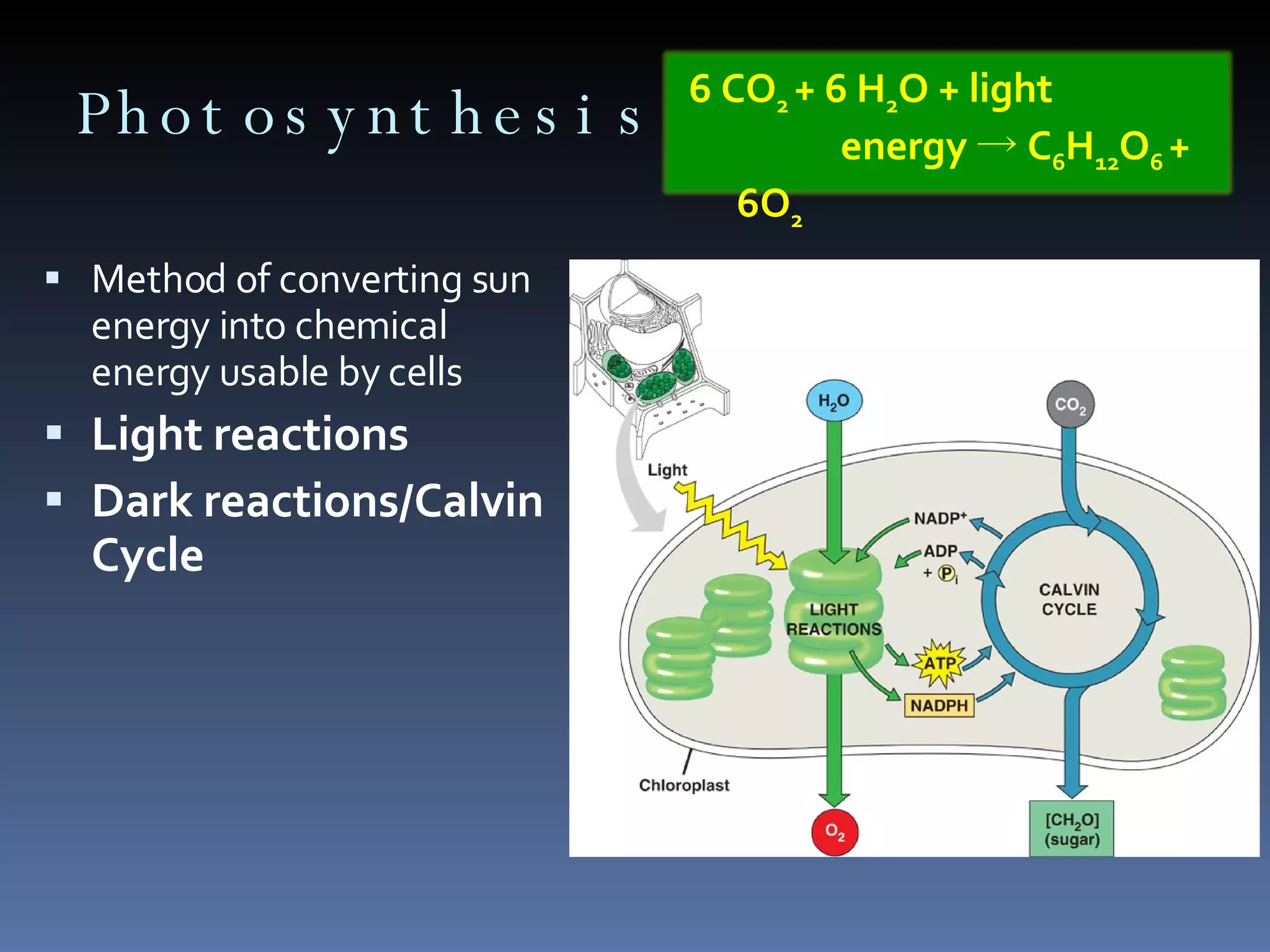 Photosynthesis Method of converting sun energy into chemical energy usable by cells Light reactions Dark reactions/Calvin Cycle 6 CO 2  + 6 H 2 O + light  energy  ->  C 6 H 12 O 6  + 6O 2 