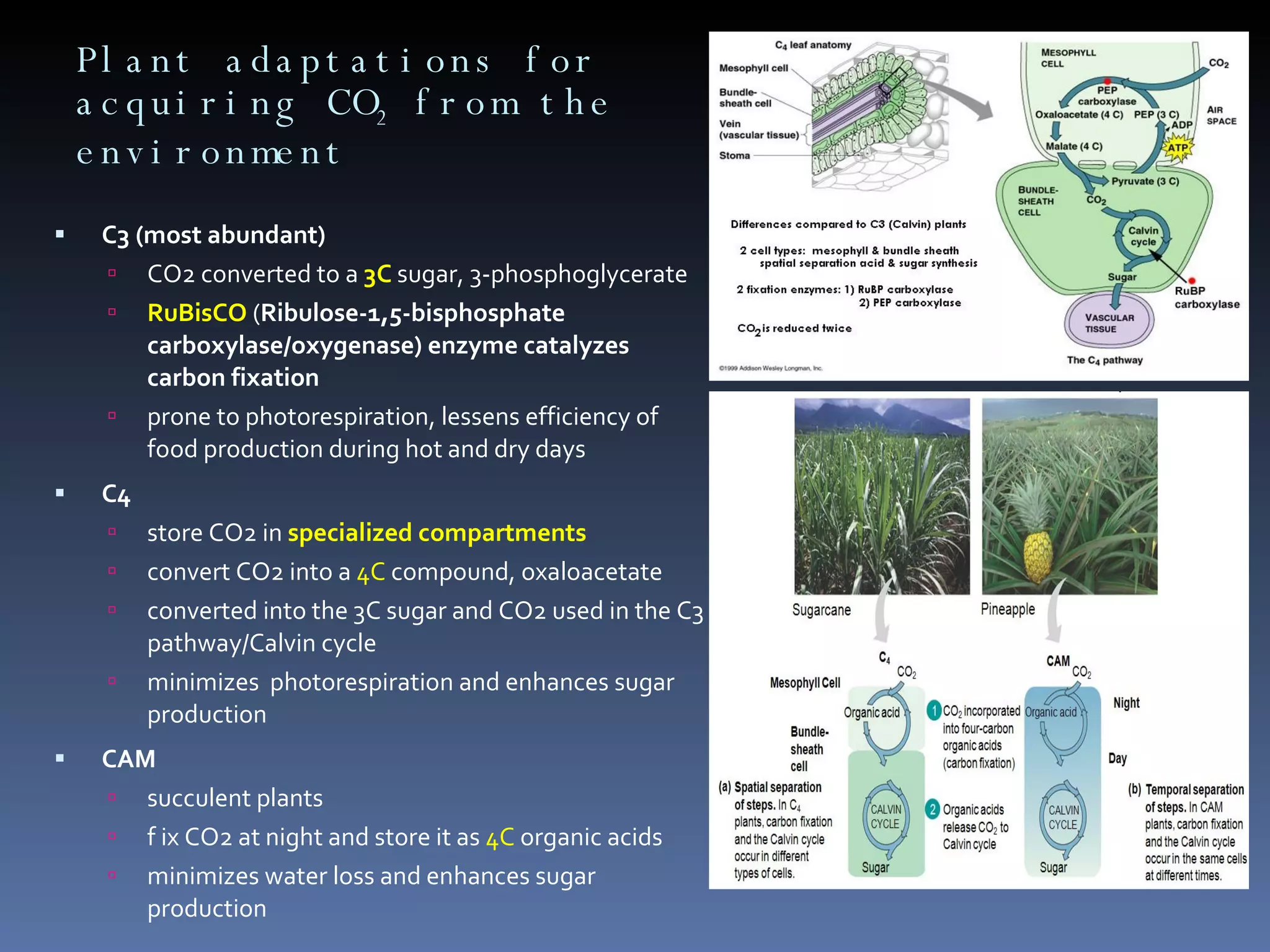 Plant adaptations for acquiring CO 2  from the environment C3 (most abundant) CO2 converted to a  3C  sugar, 3-phosphoglycerate  RuBisCO  ( Ribulose-1,5-bisphosphate carboxylase/oxygenase) enzyme catalyzes carbon fixation prone to photorespiration, lessens efficiency of food production during hot and dry days C4 store CO2 in  specialized compartments convert CO2 into a  4C  compound, oxaloacetate converted into the 3C sugar and CO2 used in the C3 pathway/Calvin cycle minimizes  photorespiration and enhances sugar production CAM succulent plants f ix CO2 at night and store it as  4C  organic acids minimizes water loss and enhances sugar production 