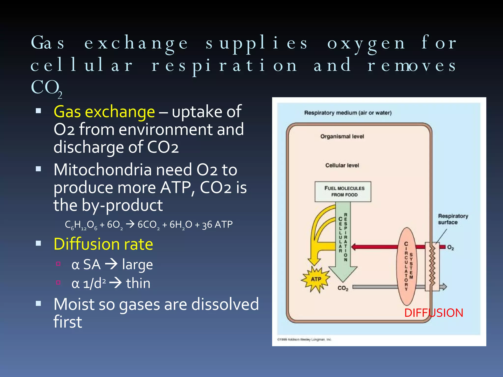 Gas exchange supplies oxygen for cellular respiration and removes CO 2 Gas exchange  – uptake of O2 from environment and discharge of CO2 Mitochondria need O2 to produce more ATP, CO2 is the by-product C 6 H 12 O 6  + 6O 2     6CO 2  + 6H 2 O + 36 ATP Diffusion rate  α  SA    large α  1/d 2    thin Moist so gases are dissolved first DIFFUSION 
