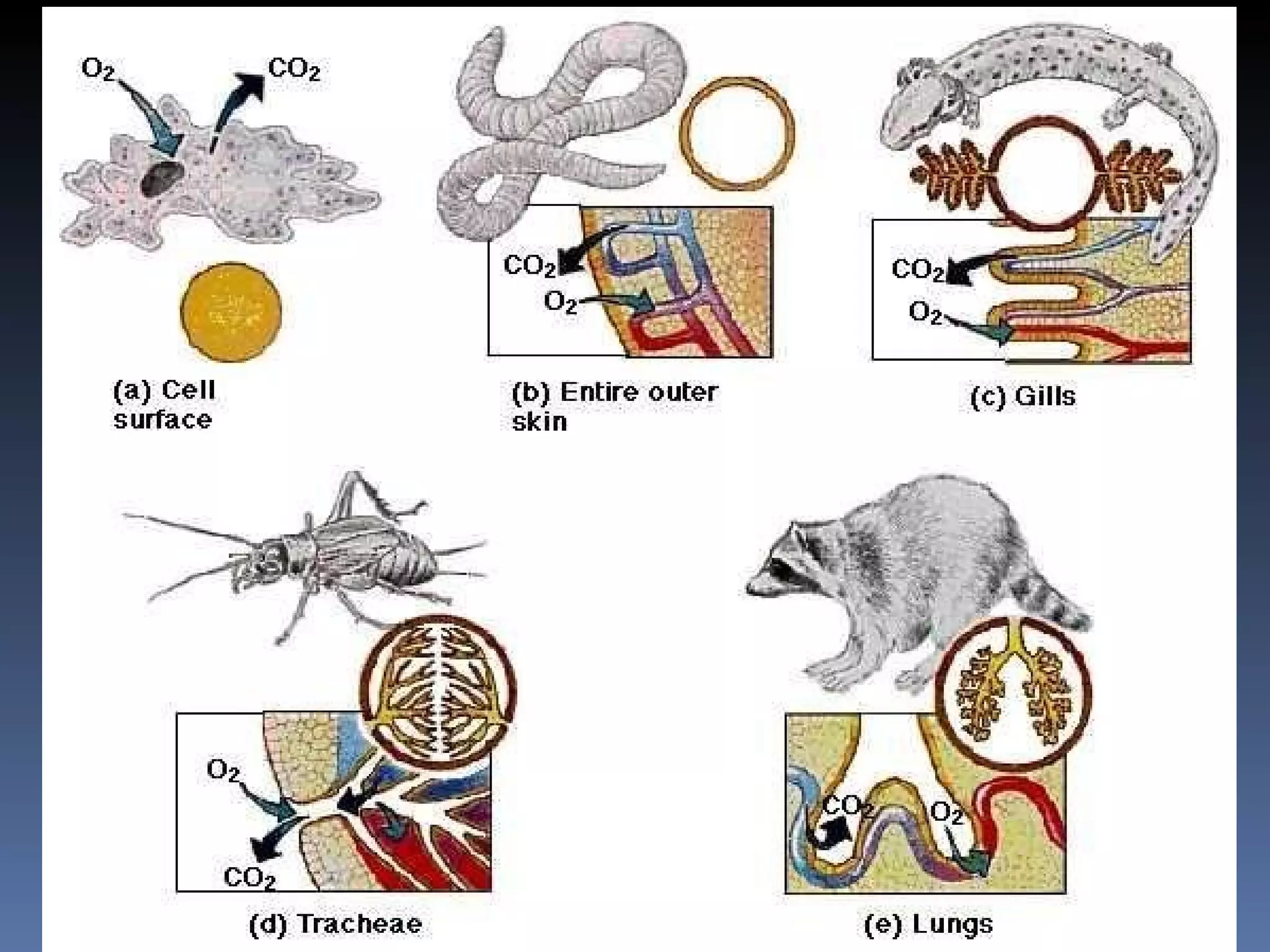 Respiratory surfaces and gas exchange Respiratory surface Size of organism Habitat Metabolic demands Unicellular organisms Entire surface area for diffusion Simple invertebrates Sponges, cnidarians, flatworms diffusion 
