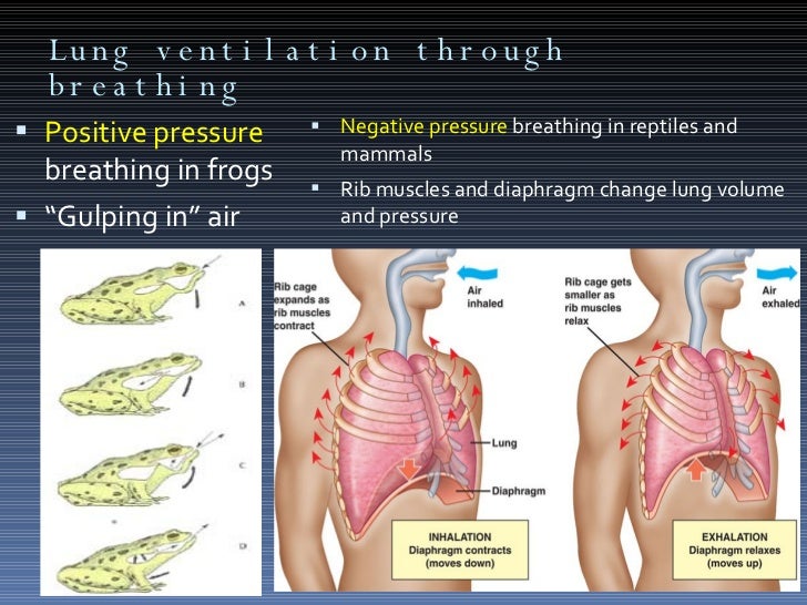 Presentation 10 Respiration and Gas Exchange