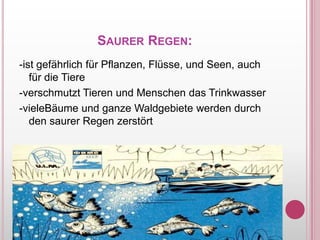 SaurerRegen:-istgefährlichfürPflanzen, Flüsse, und Seen, auchfür die Tiere-verschmutztTieren und Menschen das Trinkwasser-vieleBäume und ganzeWaldgebietewerdendurch den saurerRegenzerstört