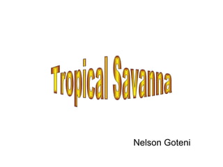 Tropical Savanna Nelson Goteni 