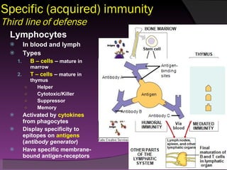 Specific (acquired) immunity Third line of defense Lymphocytes In blood and lymph Types B – cells  –  mature in marrow T – cells  –  mature in thymus Helper Cytotoxic/Killer Suppressor Memory Activated by  cytokines  from phagocytes Display specificity to epitopes on  antigens  ( antibody generator ) Have specific membrane-bound antigen-receptors 