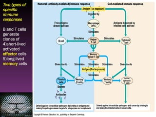 Two types of specific immune responses B and T cells generate clones of short-lived activated  effector  cells long-lived  memory  cells 