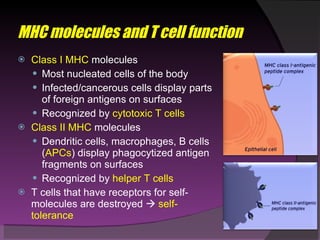 MHC molecules and T cell function Class I MHC  molecules Most nucleated cells of the body Infected/cancerous cells display parts of foreign antigens on surfaces Recognized by  cytotoxic T cells Class II MHC  molecules Dendritic cells, macrophages, B cells ( APCs ) display phagocytized antigen fragments on surfaces Recognized by  helper T cells T cells that have receptors for self-molecules are destroyed     self-tolerance 