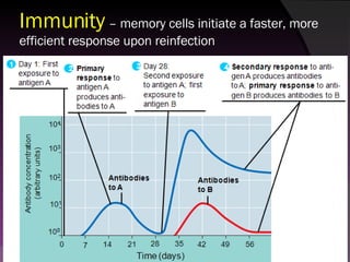 Immunity   – memory cells initiate a faster, more efficient response upon reinfection 
