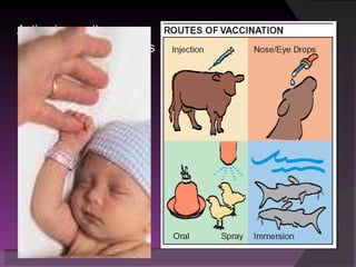 Active immunity Own system develops antibodies Develops naturally in response to infection Develops following immunization Long-lasting protection but may take a long time Passive immunity Antibodies are passed from mother to fetus via the placenta Antibodies are passed from mother to infant via breast milk (colostrum) Antibodies may be injected into a nonimmune person Immediate, short-term protection 