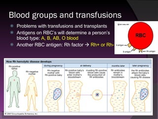 Blood groups and transfusions Problems with transfusions and transplants Antigens on RBC’s will determine a person’s blood type:  A, B, AB, O blood Another RBC antigen: Rh factor     Rh+ or Rh- 