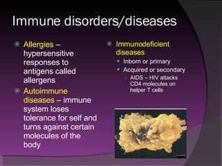 Immune disorders/diseases Allergies  – hypersensitive responses to antigens called allergens Autoimmune diseases  – immune system loses tolerance for self and turns against certain molecules of the body Immunodeficient diseases Inborn or primary Acquired or secondary AIDS – HIV attacks CD4 molecules on helper T cells 1µm 
