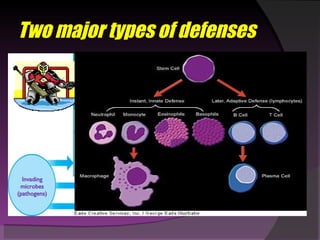 Two major types of defenses INNATE (NONSPECIFIC) IMMUNITY  Rapid responses to a  broad range of microbes ACQUIRED (SPECIFIC) IMMUNITY Slower responses to  specific microbes External defenses Internal defenses Skin Mucous membranes Secretions Phagocytic cells Antimicrobial proteins Inflammatory response Natural killer cells Humoral response (antibodies) Cell-mediated response (cytotoxic  lymphocytes) Invading microbes (pathogens) 