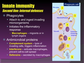 Innate immunity  Second line: Internal defenses Phagocytes  Attach to and ingest invading microorganisms Initiates the inflammatory response Macrophages   – migrants or in lymph organs Antimicrobial proteins Complement system  – lysis of invading cells, triggers inflammation Interferons  – activate macrophages, prevent cell-to-cell spread Defensins  – secreted by macrophages 1 2 3 4 5 6 Microbes MACROPHAGE Vacuole Lysosome containing enzymes Phagocytic cell 