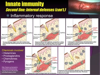 Inflammatory response Innate immunity  Second line: Internal defenses (con’t.) http://www.sumanasinc.com/webcontent/anisamples/dynamicillustrations/inflammatory.html Chemicals involved Histamines Prostaglandins Chemokines Pyrogens 