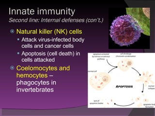 Innate immunity  Second line: Internal defenses (con’t.) Natural killer (NK) cells Attack virus-infected body cells and cancer cells Apoptosis (cell death) in cells attacked Coelomocytes and hemocytes  – phagocytes in invertebrates 