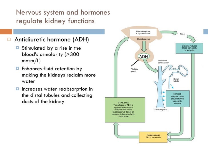 Presentation 12 Osmoregulation And Excretion