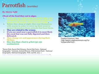 Parrotfish  (scaridae) By: Sierra Judd    Most of the food they eat is algae. If they get any coral when they eat the algae, it is crushed by the teeth in their throats so that they can get to the polyps, which are full of algae .  Before they sleep at night, they coat themselves with mucus in order to cover up their scent to protect themselves from animals that hunt them.  They are related to the wrasse. If you see sand near a parrotfish it is most likely the coral that was not fully digested and then defecated. They change sex and appearance during their lifetime.  Size: less than 1 foot to 4 feet (30-120 centimeters)     "Parrot Fish, Parrot Fish Pictures, Parrot Fish Facts - National Geographic."  Animals, Animal Pictures, Wild Animal Facts - National Geographic . National Geographic. Web. 09 Feb. 2011. < http://animals.nationalgeographic.com/animals/fish/parrot-fish/ >.  Creative Commons . Web. <http://search.creativecommons.org/?q=%22parrotfish%22>. 