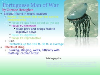 Portuguese Man of War  by Cormac Heneghan Biology- found in tropic locations Polyps- Organism that can not survive independently Polyp #1 gas filled object at the top Polyp #2 tentacles stuns prey and brings food to digestive polyp Polyp #3 digestive Polyp #4 reproductive    Size  Tentacles up too 165 ft. 30 ft. is average   Effects of sting   Burning, stinging, welts, difficulty with reathing, cardiac arrest bibliography " Portuguese Man-of-Wars, Portuguese Man-of-War Pictures, Portuguese Man-of-War Facts - National Geographic."  Animals, Animal Pictures, Wild Animal Facts - National Geographic . Web. 10 Feb. 2011. <http://animals.nationalgeographic.com/animals/invertebrates/portuguese-man-of-war.html >. 