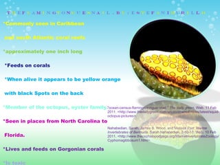 *Commonly seen in Caribbean   and south Atlantic coral reefs  *approximately one inch long    *Feeds on corals   *When alive it appears to be yellow orange   with black Spots on the back  *Member of the octopus, oyster family. *Seen in places from North Carolina to  Florida.  *Lives and feeds on Gorgonian corals *Is toxic    " ocean-census-flamingo-tongue-snail."  The daily green . Web. 11 Feb 2011. <http://www.thedailygreen.com/environmental-news/latest/squid-octopus-pictures>.      Nahabedian, Sarah, James B. Wood, and Melissa Parr.  Marine Invertebrates of Bermuda . Sarah Nahabedian, 2-10-11. Web. 10 Feb 2011. <http://www.thecephalopodpage.org/MarineInvertebrateZoology/Cyphomagibbosum1.html>.    
