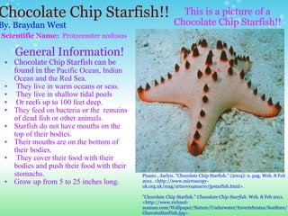 Chocolate Chip Starfish!! By. Braydan West Scientific Name:   Protoreaster nodosus       General Information! Chocolate Chip Starfish can be found in the  Pacific Ocean, Indian Ocean and the Red Sea.    They live in warm oceans or seas.   They live in shallow tidal pools   Or reefs up to 100 feet deep. They feed on bacteria or the  remains of dead fish or other animals. Starfish do not have mouths on the top of their bodies. Their mouths are on the bottom of their bodies.   They cover their food with their bodies and push their food with their stomachs.  Grow up from 5 to 25 inches long.   This is a picture of a Chocolate Chip Starfish!!   Pisano , Jaclyn. "Chocolate Chip Starfish." (2004): n. pag. Web. 8 Feb 2011. <http://www.microscopy-uk.org.uk/mag/artnov04macro/jpstarfish.html>.   "Chocolate Chip Starfish."  Chocolate Chip Starfish . Web. 8 Feb 2011. <http://www.richard-seaman.com/Wallpaper/Nature/Underwater/Invertebrates/SeaStars/GhavutuStarFish.jpg>. 