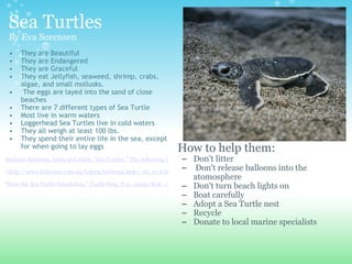 Sea Turtles By Eva Sorensen They are Beautiful They are Endangered They are Graceful They eat Jellyfish, seaweed, shrimp, crabs, algae, and small mollusks.     The eggs are layed into the sand of close beaches There are 7 different types of Sea Turtle Most live in warm waters  Loggerhead Sea Turtles live in cold waters They all weigh at least 100 lbs. They spend their entire life in the sea, except for when going to lay eggs   Badskin-Salzberg, Anita and Allen. "Sea Turtles." The following is a sample of the book: Turtles. N.p., n.d. WSeydenham S. R., Thomas. "Sea Turtles." animals. N.p., 2008. Web. 10 Feb 2011.    <http://www.kidcyber.com.au/topics/turtlesea.htm>. eb. 10 Feb 2011. <http://www.herpdigest.org/turtles/seaturt.htm>.   "Save the Sea Turtle foundation." Turtle blog. N.p., 2009. Web. 11 Feb 2011. <http://savetheseaturtle.org/?p=285>. How to help them: Don't litter   Don't release balloons into the atomosphere Don't turn beach lights on Boat carefully Adopt a Sea Turtle nest Recycle Donate to local marine specialists 