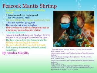 Peacock Mantis Shrimp Is found in the Pacific Ocean including Hawaii  It is not considered endangered   They live on coral reefs They eat things like: clams, snails and crabs It has the speed of 50-75mph They can break aquarium glass  They are known as the harlequin mantis or a shrimp or painted mantis shrimp      They are predators Peacock mantis shrimp is a hard pet to keep and not a lot of people have them as pets The best way to feed the Peacock Mantis  Shrimp is by feeding it live crabs They are about a foot in a half in length  And are very interesting to watch smash everything    By Sandra Murillo    "Peacock Mantis Shrimp."  Home | Oceana North America . Web. 09 Feb. 2011. <http://na.oceana.org/en/explore/creatures/peacock-mantis-shrimp>. "Peacock Mantis Shrimp."  Home | Oceana North America . Web. 09 Feb. 2011. <http://na.oceana.org/en/explore/creatures/peacock-mantis-shrimp>. Web. 09 Feb. 2011. <http://animals.jrank.org/pages/1760/Mantis-Shrimps-Stomatopoda-PEACOCK-MANTIS-SHRIMP-Odontodactylus-scyllarus-SPECIES-ACCOUNTS.html>. 